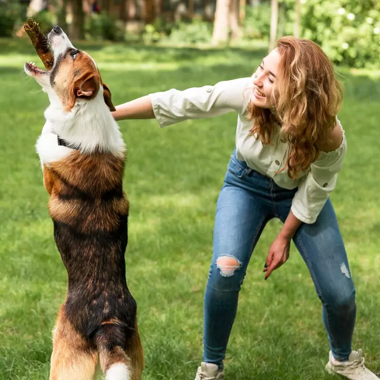 dog-training-tips